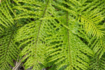 Blechnum novae-zelandiae, commonly known as palm-leaf fern or kiokio, is a species of fern found in New Zealand.