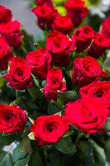 Close up on red roses