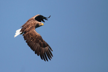 Sea eagle's veer