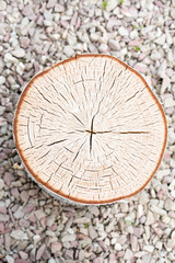 Tree rings old weathered wood texture with the cross section of a cut log.
