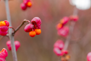 Obraz na płótnie Canvas Deciduous shrub, pink flowers with orange seeds of euonymus europaeus or spindle. Celastraceae