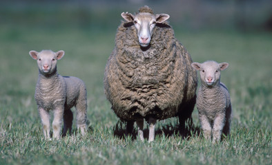  sheep with twin lambs on an Australian farm.