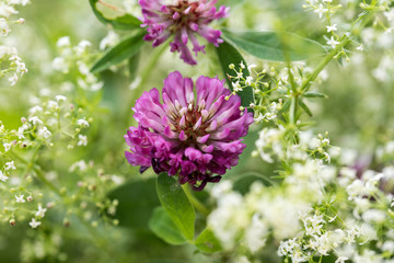 Flower meadow. Blooming red clover (Trifolium pratense) and green grass closeup. Pink clover flowers in summer. Blue sky with white clouds,  Floral background.
