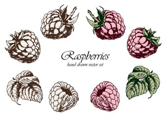 Set of pink raspberries with leaves. Hand drawn vector illustration. Isolated elements for design.