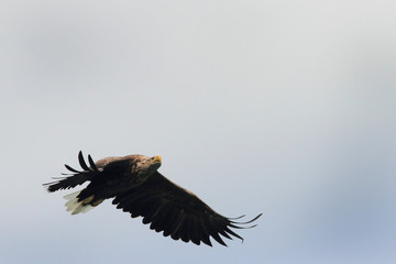 Searching for the food above Lofoten 