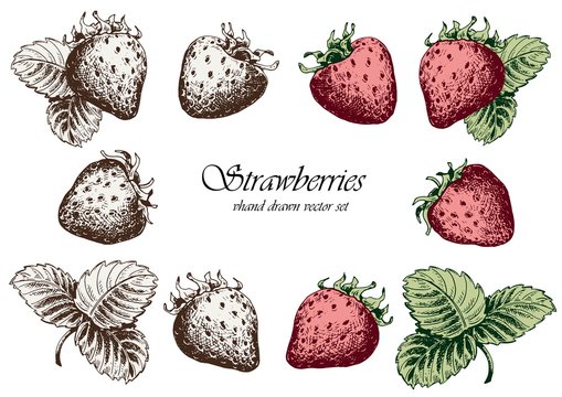 Set of strawberries with leaves. Hand drawn vector illustration. Isolated elements for design.