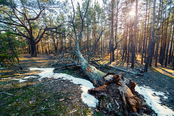 Beautiful spring forest with fallen tree and melting snow