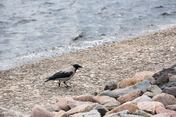 Crow walking along the rivers coast. Beautiful bird. Stones wall. Rock stacking. Shore upheaval. Natural scene.