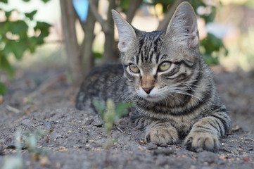 Cute tabby cat in park
