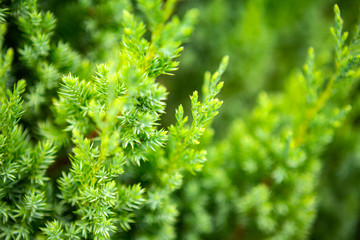 green prickly branches of a fur-tree or pine
