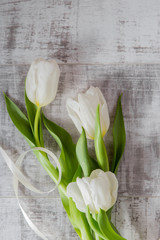 white tulips on grey background top view.copy spase
