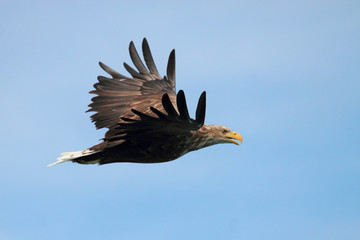 Lofoten's eagle screaming 