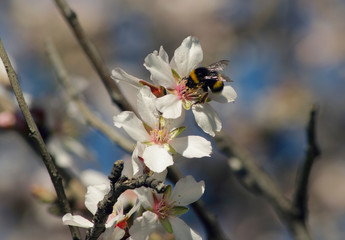 The essence collector