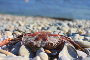 Crab on the sea coast. Pollution