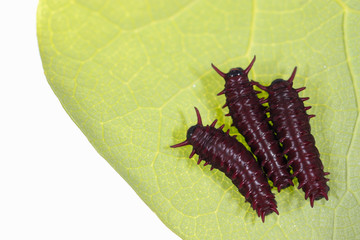 Three caterpillars on the vine leaf from Brazilian Atlantic forest.