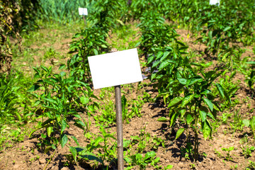 Greenhouse with pepper plant 