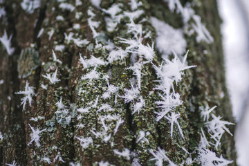 Large hoarfrost or rime or frost needles on frozen tree trunk in winter forest