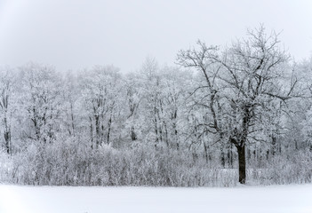 Winter landscape, snow-covered trees against snow clouds
