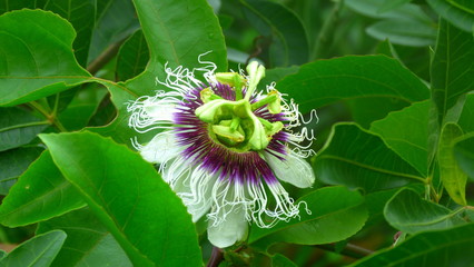 Flor de Maracuj&aacute;