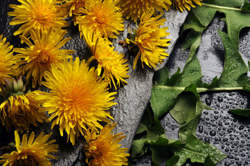 Taraxacum officinale ft8104_2976 Tarassaco Dandelion