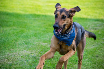 Chien berger allemand qui court