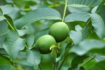 On a branch of a tree grow green walnuts