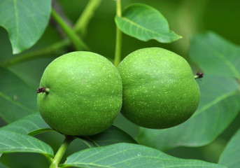 On a branch of a tree grow green walnuts