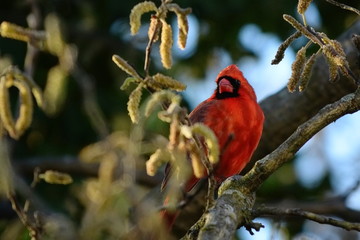 Cardinal perched on a tree branch