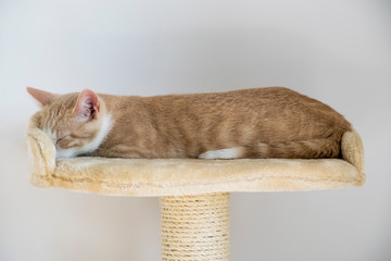 Chat étiré
