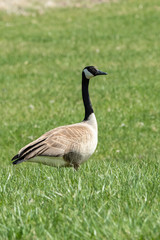 Canada Goose walking in green grass.
