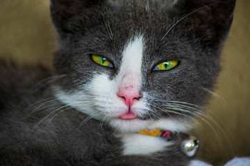 Chat qui tire la langue