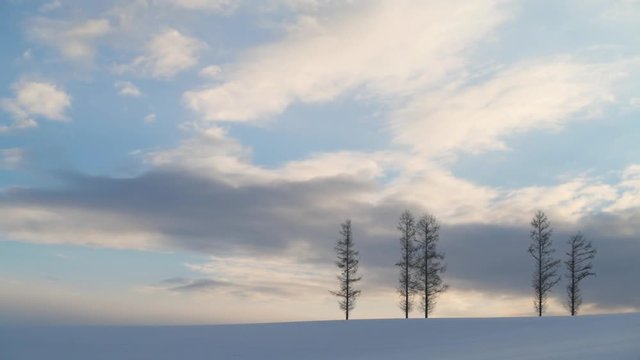 Trees in the snow before sunset at Mild Seven hill, Biei, Hokkaido, Japan