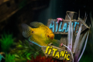 Poisson gourami