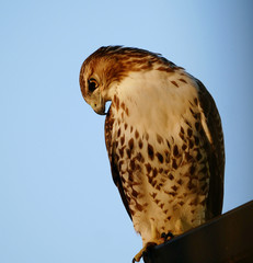 Young Red-tail hawk eyes prey