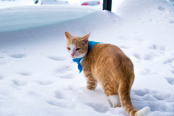 Chat dans la neige