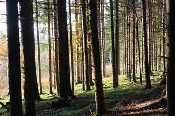 Fototapeta premium Forest