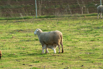 Obraz premium Borrego mamando de la madre