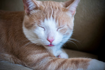 Chat qui tire la langue