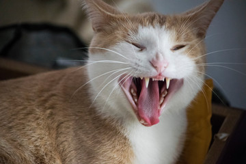 Chat qui baille
