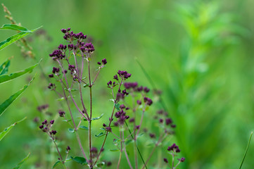 oregano in the meadow on a sunny day