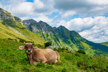 Cow on the mountain hill.