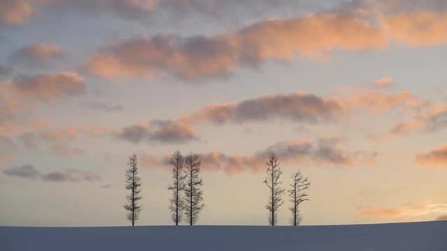 Trees in the snow at sunset, Mild Seven hill, Biei, Hokkaido, Japan