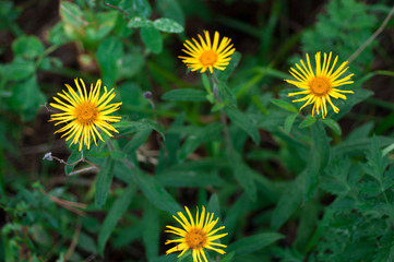 yellow daisy or Doronicum