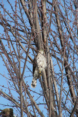 Juvenile Red Tailed Hawk