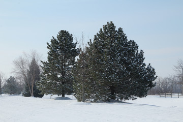 Line of Pines