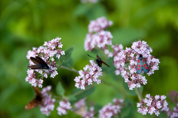 Fototapeta premium oregano plant with butterflies and insects