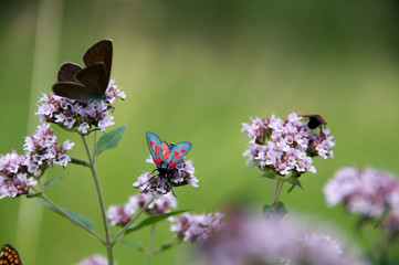 oregano plant with butterflies and insects
