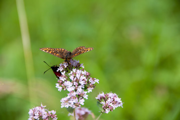 oregano plant with butterflies and insects