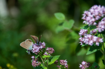 oregano plant with butterflies and insects