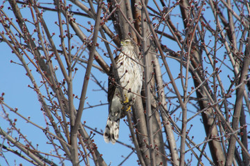 Red Tailed Hawk Juvenile Looking for Prey